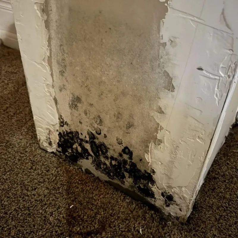Professional Mold Removal in Spurgeon, TN